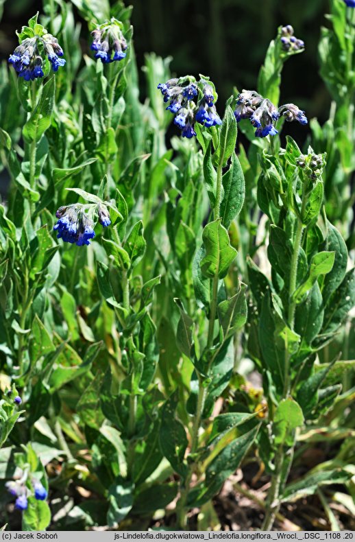 Lindelofia longiflora (lindelofia długokwiatowa)