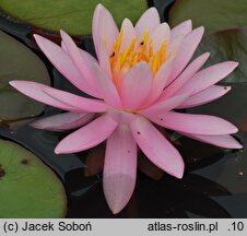 Nymphaea hort. Pink Opal