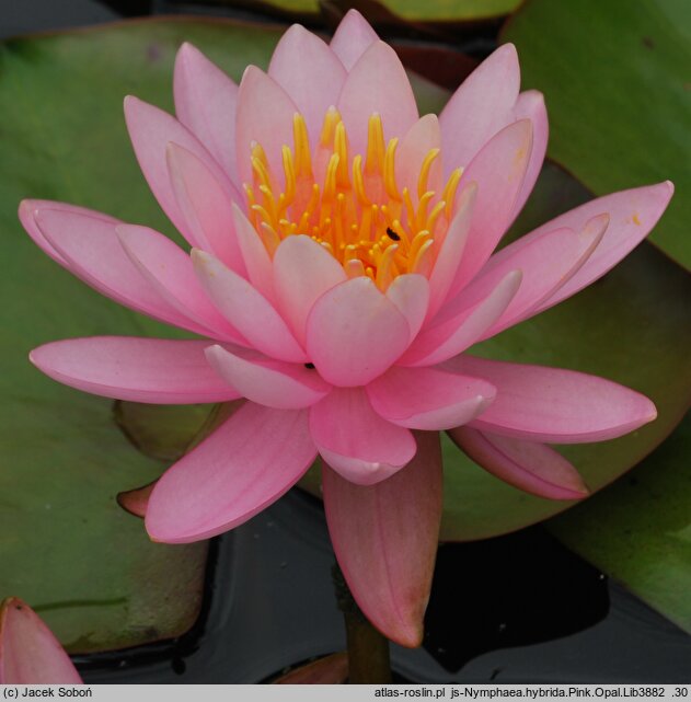 Nymphaea hort. Pink Opal