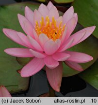 Nymphaea hort. Pink Opal