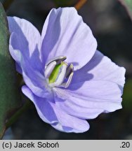 Plagiorhegma dubium (jeffersonia zwodnicza)