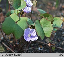 Plagiorhegma dubium (jeffersonia zwodnicza)