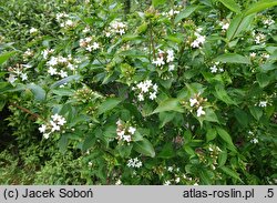Abelia chinensis (abelia chińska)