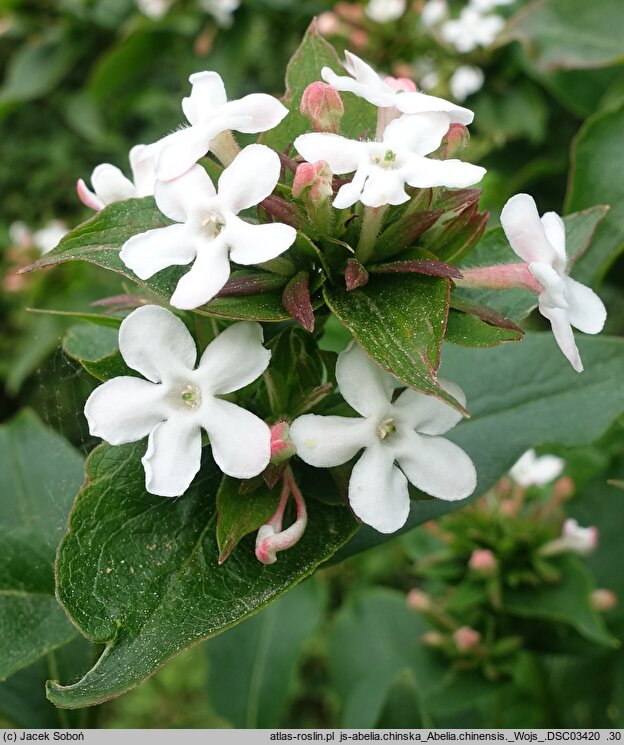 Abelia chinensis (abelia chińska)