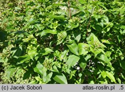 Abelia chinensis (abelia chińska)