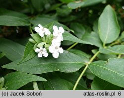 Abelia coreana (abelia koreańska)