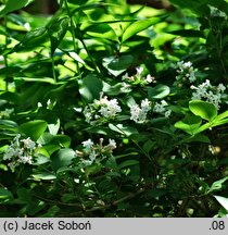 Abelia coreana (abelia koreańska)