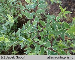 Abelia ×grandiflora Jelly Beans