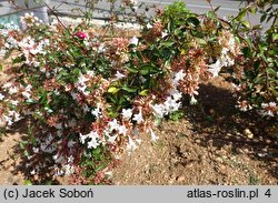 Abelia ×grandiflora (abelia wielkokwiatowa)