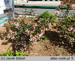 Abelia ×grandiflora (abelia wielkokwiatowa)