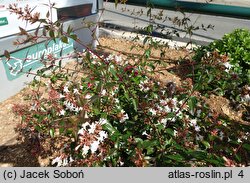 Abelia ×grandiflora (abelia wielkokwiatowa)