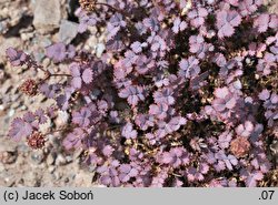 Acaena inermis (acena bezbronna)