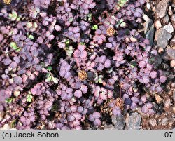 Acaena inermis (acena bezbronna)