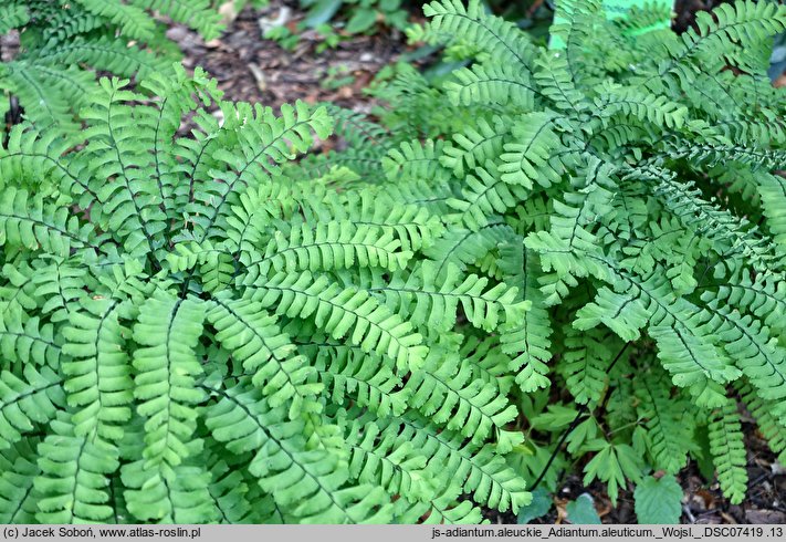 Adiantum aleuticum