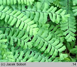 Adiantum aleuticum