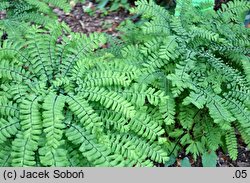 Adiantum aleuticum