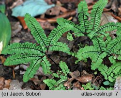 Adiantum pedatum (niekropień stopowaty)