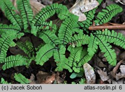 Adiantum pedatum (niekropień stopowaty)