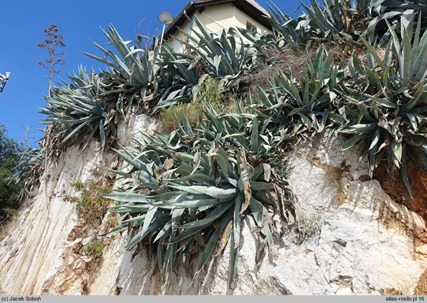 Agave americana