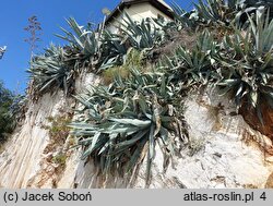 Agave americana