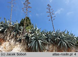 Agave americana