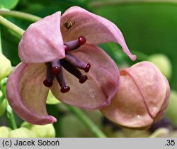 Akebia quinata (akebia pięciolistkowa)