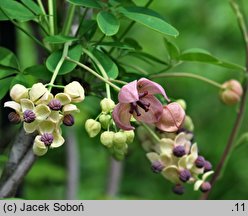 Akebia quinata (akebia pięciolistkowa)