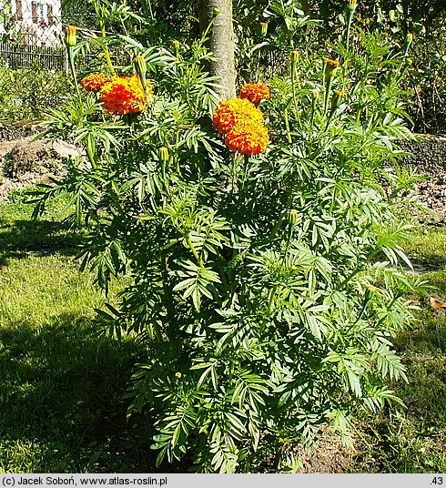 Tagetes erecta (aksamitka wzniesiona)