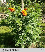 Tagetes erecta (aksamitka wzniesiona)