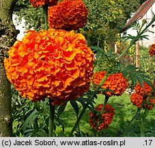 Tagetes erecta (aksamitka wzniesiona)