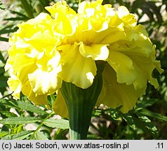 Tagetes erecta (aksamitka wzniesiona)