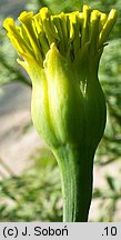 Tagetes erecta (aksamitka wzniesiona)