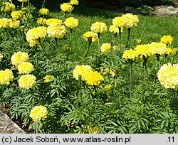 Tagetes erecta (aksamitka wzniesiona)