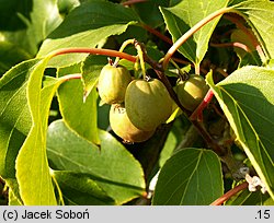 Actinidia arguta (aktinidia ostrolistna)