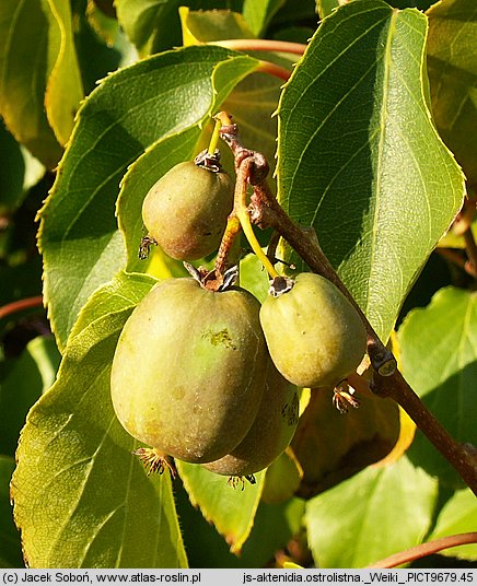 Actinidia arguta (aktinidia ostrolistna)