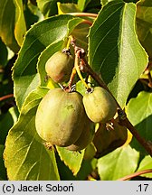 Actinidia arguta (aktinidia ostrolistna)