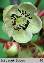 Actinidia arguta (aktinidia ostrolistna)