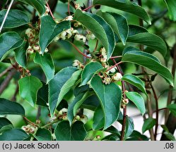 Actinidia arguta (aktinidia ostrolistna)