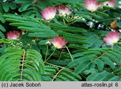 Albizia julibrissin (albicja jedwabista)