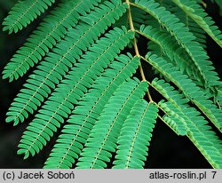 Albizia julibrissin (albicja jedwabista)