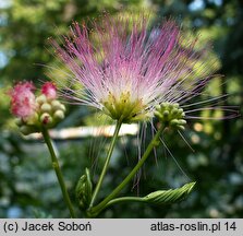 Albizia julibrissin (albicja jedwabista)