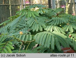 Albizia julibrissin (albicja jedwabista)