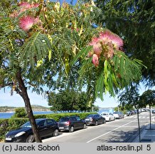 Albizia julibrissin (albicja jedwabista)