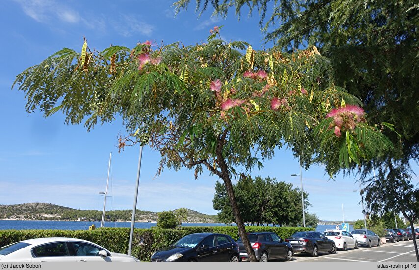 Albizia julibrissin (albicja jedwabista)