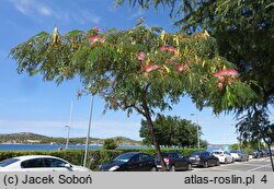 Albizia julibrissin (albicja jedwabista)