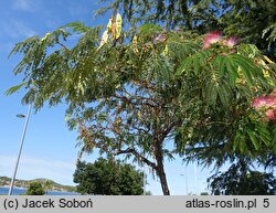 Albizia julibrissin (albicja jedwabista)