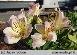 Alstroemeria aurea (alstremeria pomarańczowa)