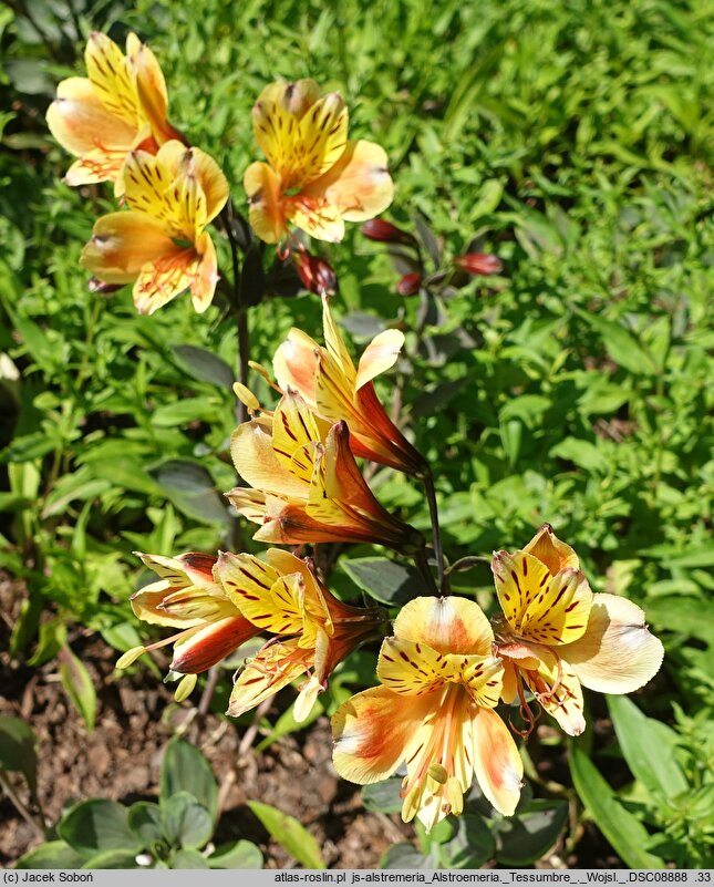 Alstroemeria aurea Tessumbre
