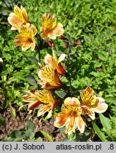 Alstroemeria aurea Tessumbre