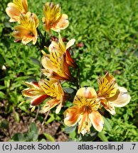 Alstroemeria aurea Tessumbre
